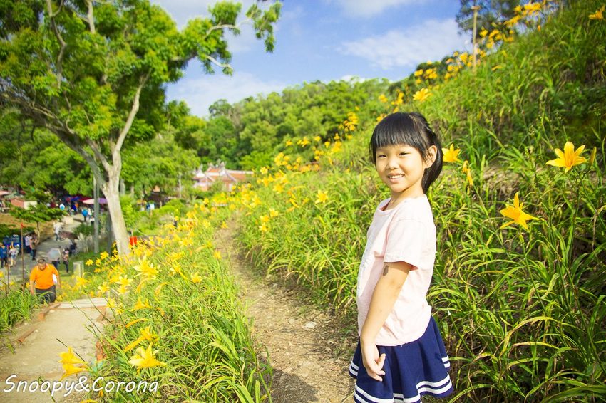 【玩樂.彰化】彰化賞花景點/彰化花壇虎山巖金針花海~不必到花蓮六十石山,彰化花壇也有美麗金針花海
