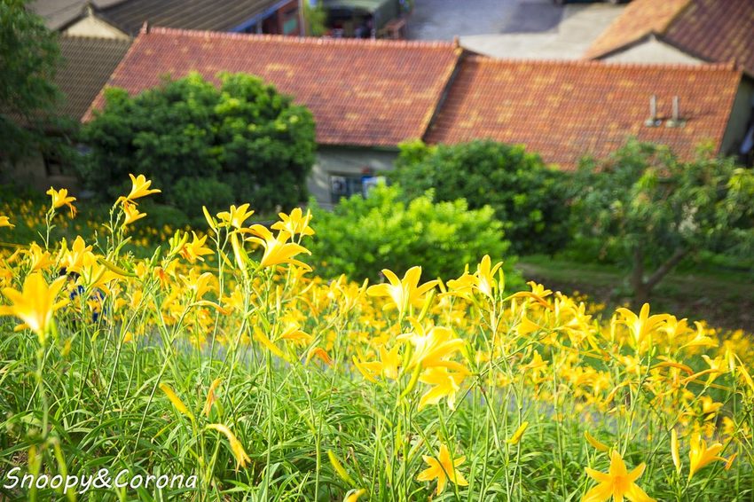 【玩樂.彰化】彰化賞花景點/彰化花壇虎山巖金針花海~不必到花蓮六十石山,彰化花壇也有美麗金針花海