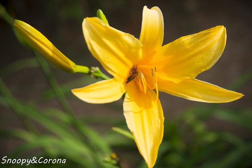【玩樂.彰化】彰化賞花景點/彰化花壇虎山巖金針花海~不必到花蓮六十石山,彰化花壇也有美麗金針花海