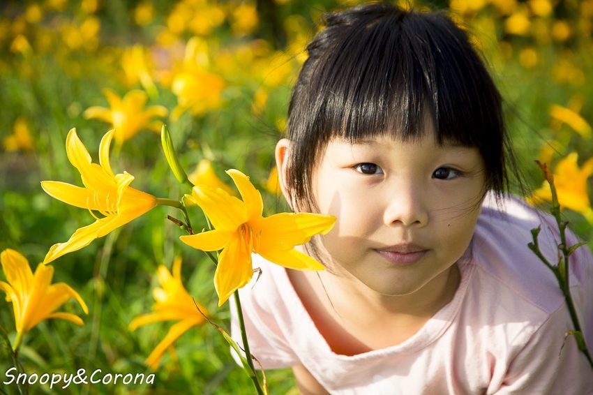 【玩樂.彰化】彰化賞花景點/彰化花壇虎山巖金針花海~不必到花蓮六十石山,彰化花壇也有美麗金針花海
