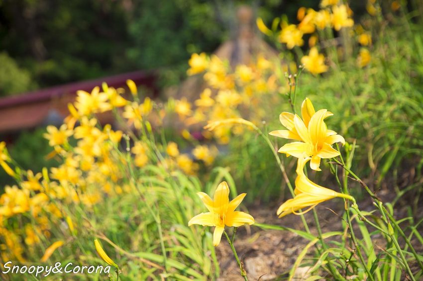 【玩樂.彰化】彰化賞花景點/彰化花壇虎山巖金針花海~不必到花蓮六十石山,彰化花壇也有美麗金針花海