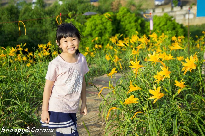 【玩樂.彰化】彰化賞花景點/彰化花壇虎山巖金針花海~不必到花蓮六十石山,彰化花壇也有美麗金針花海