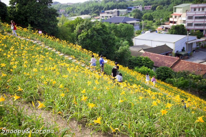 【玩樂.彰化】彰化賞花景點/彰化花壇虎山巖金針花海~不必到花蓮六十石山,彰化花壇也有美麗金針花海