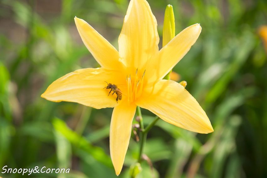 【玩樂.彰化】彰化賞花景點/彰化花壇虎山巖金針花海~不必到花蓮六十石山,彰化花壇也有美麗金針花海