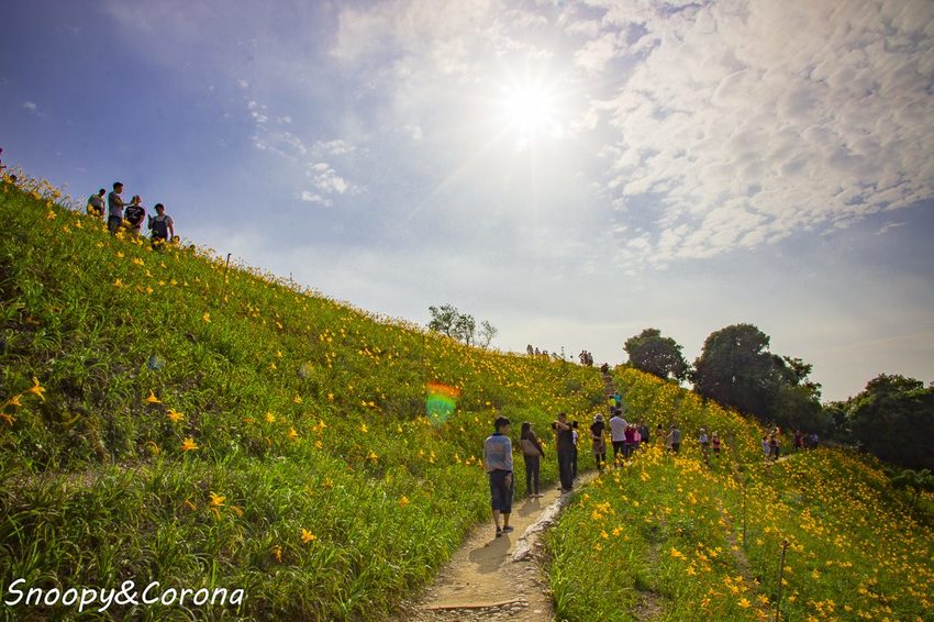 【玩樂.彰化】彰化賞花景點/彰化花壇虎山巖金針花海~不必到花蓮六十石山,彰化花壇也有美麗金針花海