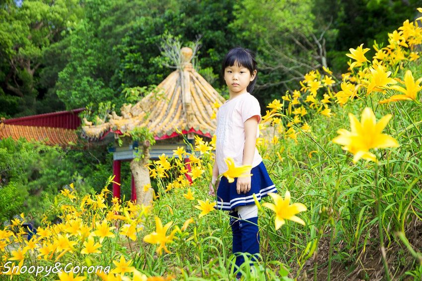 【玩樂.彰化】彰化賞花景點/彰化花壇虎山巖金針花海~不必到花蓮六十石山,彰化花壇也有美麗金針花海