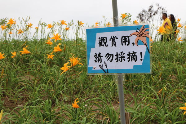 彰化也有大片金針花海~花壇虎山巖金針花季!賞花不必跑到花東啦