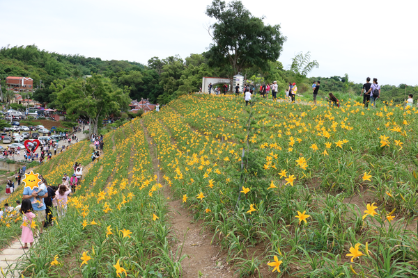 彰化也有大片金針花海~花壇虎山巖金針花季!賞花不必跑到花東啦