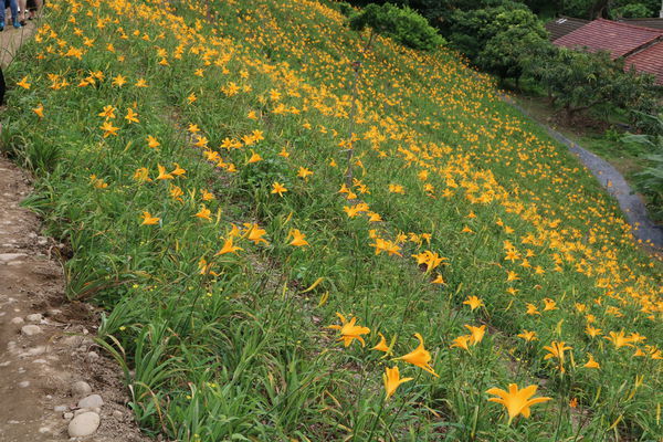彰化也有大片金針花海~花壇虎山巖金針花季!賞花不必跑到花東啦
