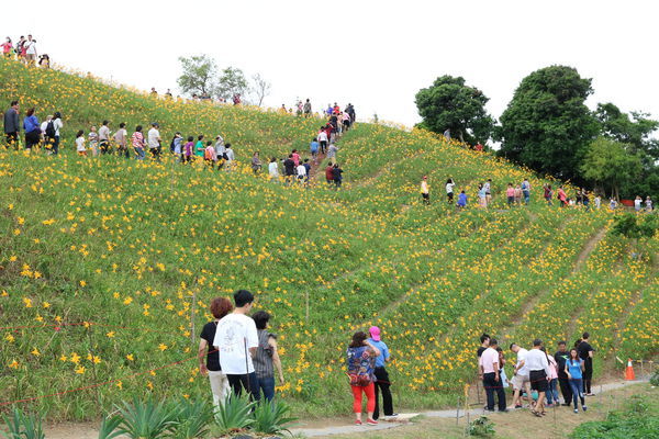 彰化也有大片金針花海~花壇虎山巖金針花季!賞花不必跑到花東啦