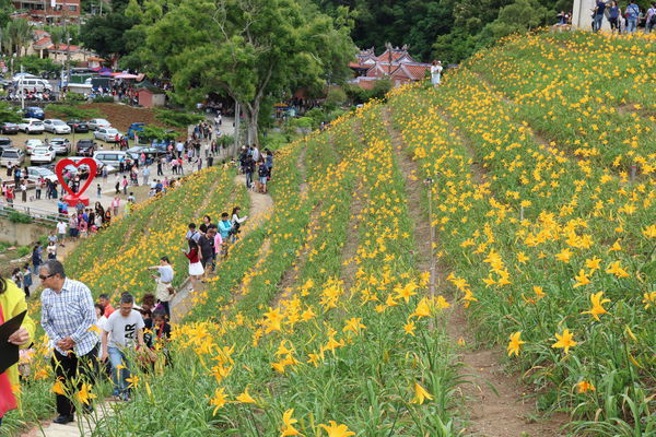 彰化也有大片金針花海~花壇虎山巖金針花季!賞花不必跑到花東啦