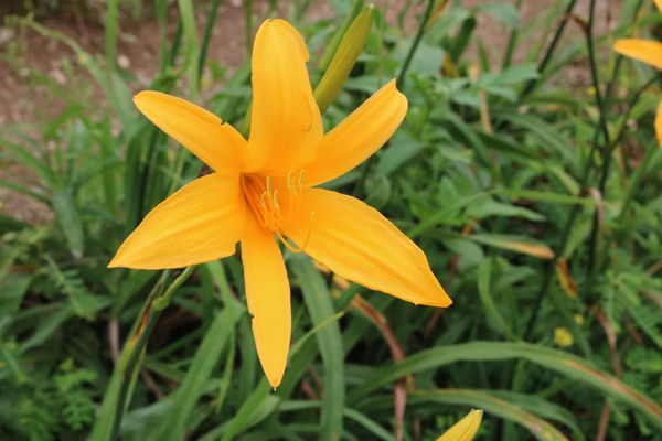 彰化也有大片金針花海~花壇虎山巖金針花季!賞花不必跑到花東啦