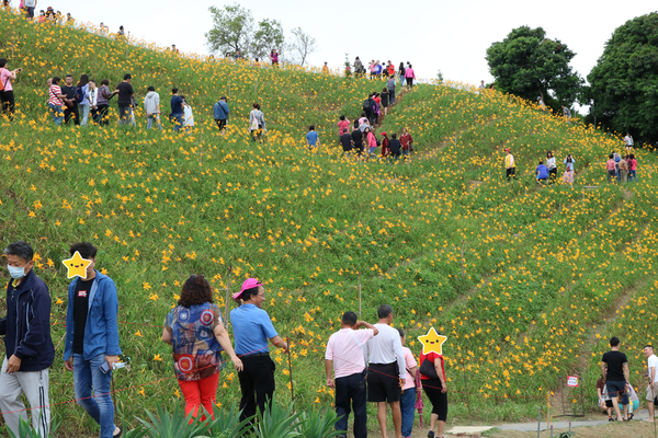 彰化也有大片金針花海~花壇虎山巖金針花季!賞花不必跑到花東啦