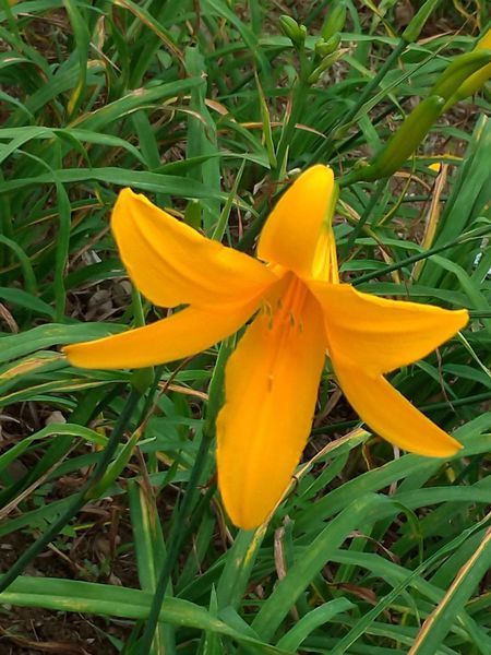 彰化也有大片金針花海~花壇虎山巖金針花季!賞花不必跑到花東啦