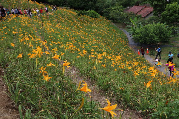 彰化也有大片金針花海~花壇虎山巖金針花季!賞花不必跑到花東啦