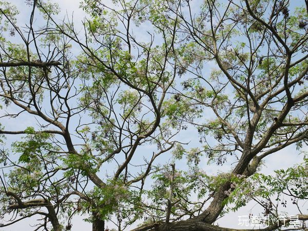 朴子溪自行車道15.JPG 朴子溪自行車道15.JPG