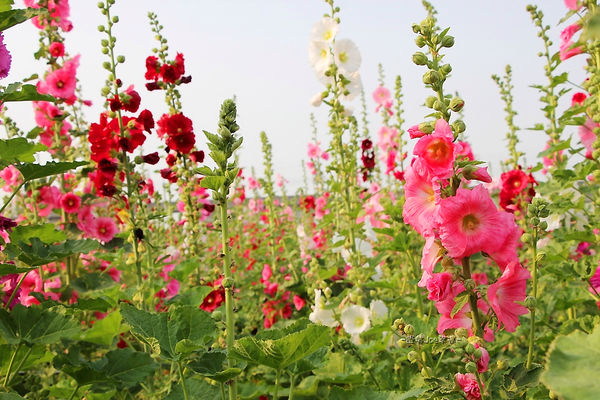 IMG_3377.jpg IMG_3377.jpg