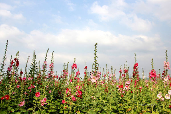 IMG_3319.jpg IMG_3319.jpg