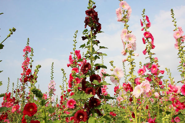 IMG_3379.jpg IMG_3379.jpg