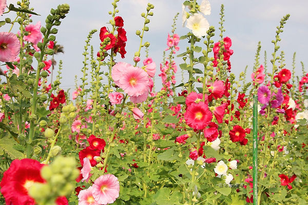 IMG_3372.jpg IMG_3372.jpg