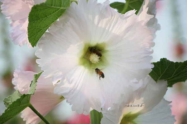 IMG_3396.jpg IMG_3396.jpg