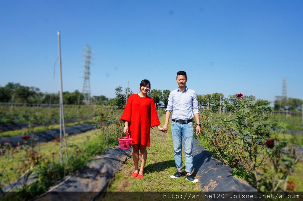 屏東美食景點 大花有機玫瑰農場景觀餐廳 屏東玫瑰農場 屏東田園餐廳 