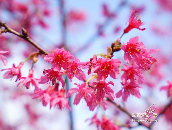 機場捷運長庚醫院A8站:桃園機場捷運盲旅遊戲