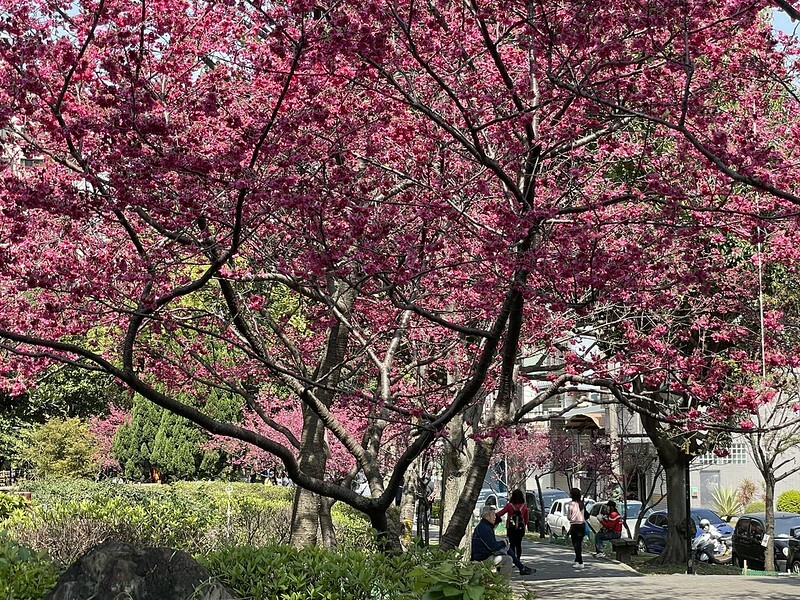【台灣，桃園市，中壢區】2021莒光公園，櫻花盛開，正美麗。（20210218~19花況）