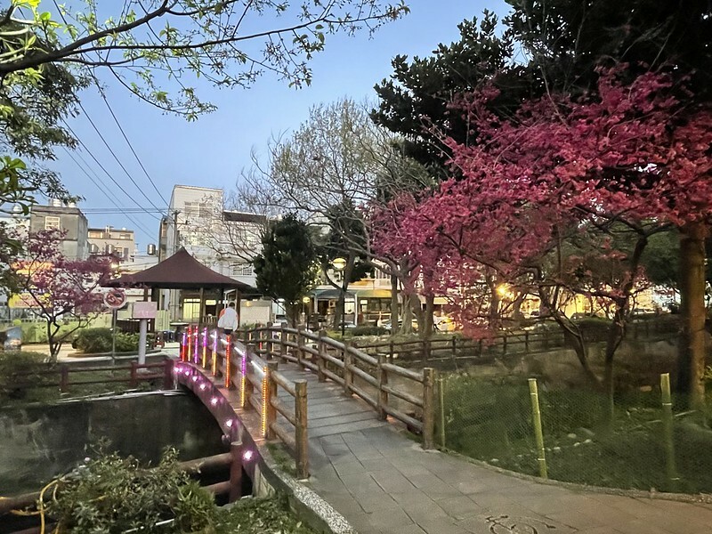 【台灣，桃園市，中壢區】2021莒光公園，櫻花盛開，正美麗。（20210218~19花況）