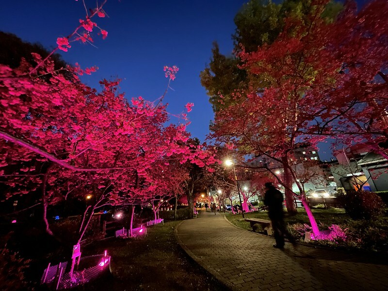 【台灣，桃園市，中壢區】2021莒光公園，櫻花盛開，正美麗。（20210218~19花況）