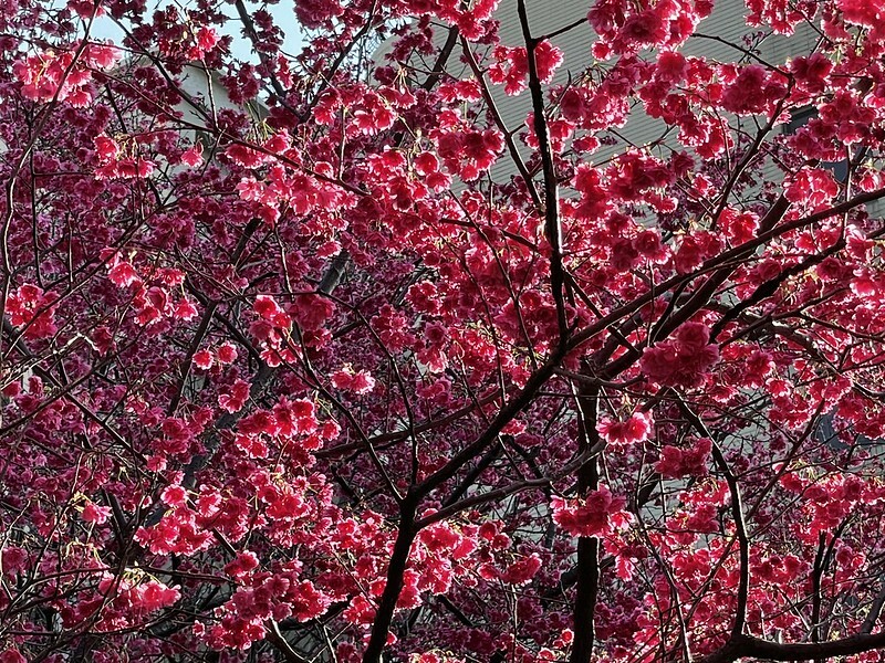 【台灣，桃園市，中壢區】2021莒光公園，櫻花盛開，正美麗。（20210218~19花況）