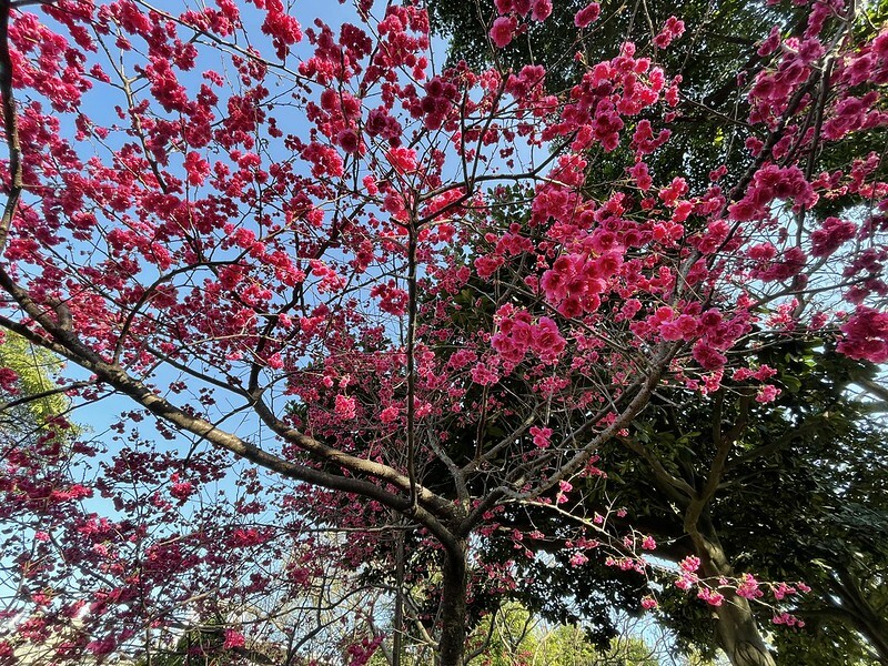 【台灣，桃園市，中壢區】2021莒光公園，櫻花盛開，正美麗。（20210218~19花況）