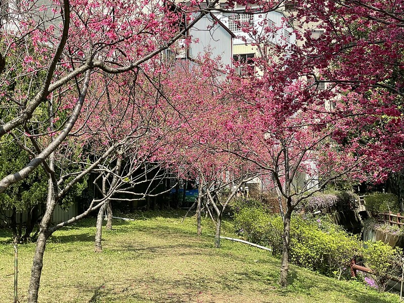 【台灣，桃園市，中壢區】2021莒光公園，櫻花盛開，正美麗。（20210218~19花況）