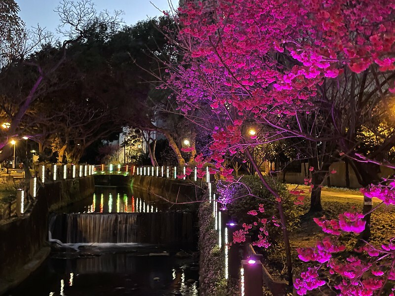 【台灣，桃園市，中壢區】2021莒光公園，櫻花盛開，正美麗。（20210218~19花況）