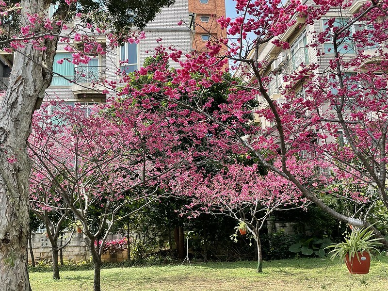 【台灣，桃園市，中壢區】2021莒光公園，櫻花盛開，正美麗。（20210218~19花況）