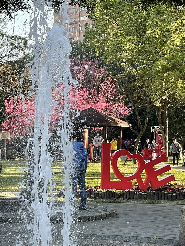 【台灣，桃園市，中壢區】2021莒光公園，櫻花盛開，正美麗。（20210218~19花況）