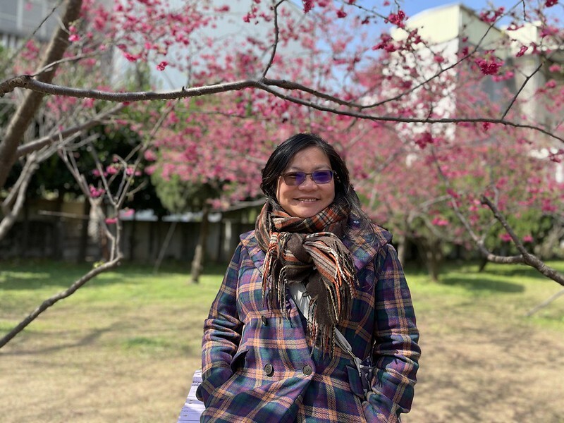 【台灣，桃園市，中壢區】2021莒光公園，櫻花盛開，正美麗。（20210218~19花況）