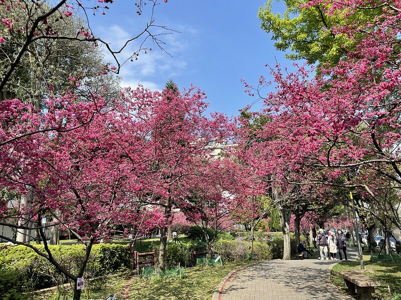 【台灣，桃園市，中壢區】2021莒光公園，櫻花盛開，正美麗。（20210218~19花況）