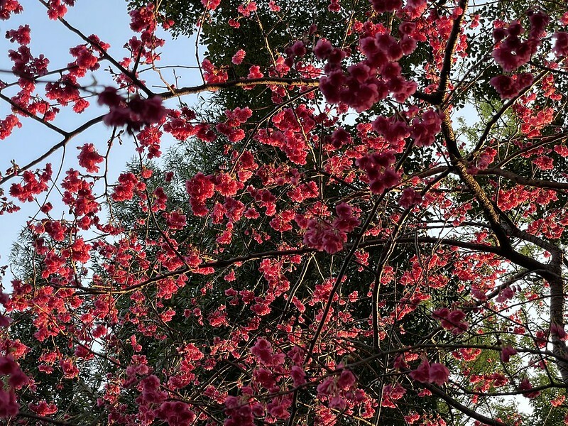 【台灣，桃園市，中壢區】2021莒光公園，櫻花盛開，正美麗。（20210218~19花況）