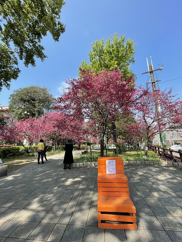 【台灣，桃園市，中壢區】2021莒光公園，櫻花盛開，正美麗。（20210218~19花況）