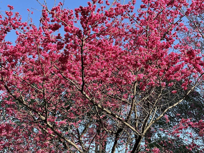 【台灣，桃園市，中壢區】2021莒光公園，櫻花盛開，正美麗。（20210218~19花況）