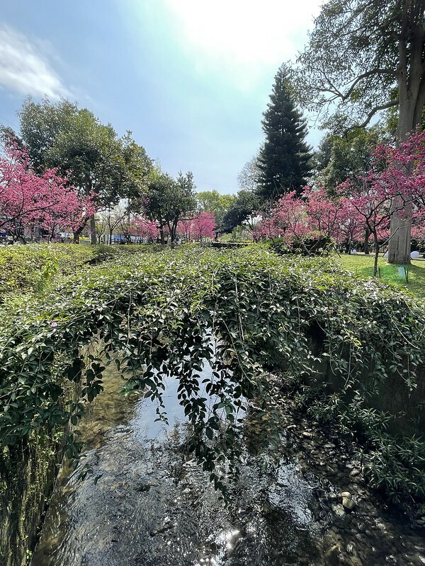 【台灣，桃園市，中壢區】2021莒光公園，櫻花盛開，正美麗。（20210218~19花況）