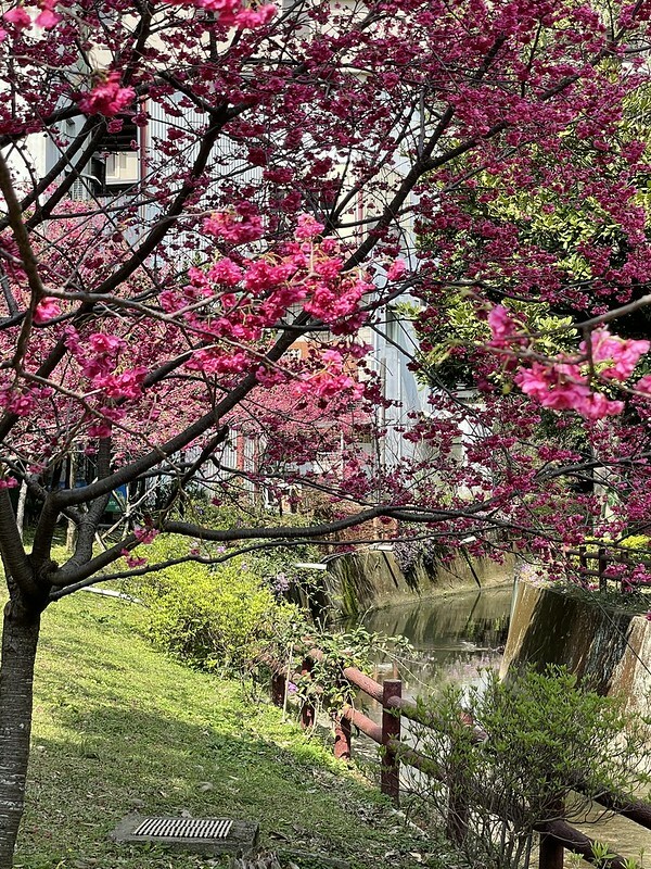 【台灣，桃園市，中壢區】2021莒光公園，櫻花盛開，正美麗。（20210218~19花況）