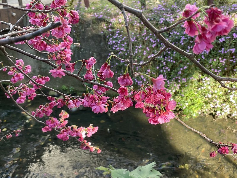 【台灣，桃園市，中壢區】2021莒光公園，櫻花盛開，正美麗。（20210218~19花況）