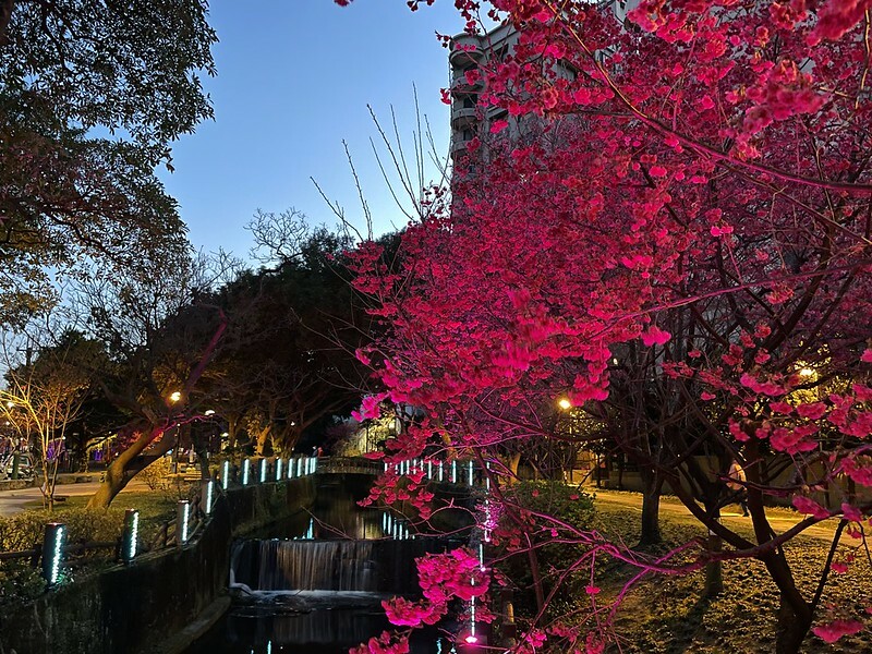 【台灣，桃園市，中壢區】2021莒光公園，櫻花盛開，正美麗。（20210218~19花況）