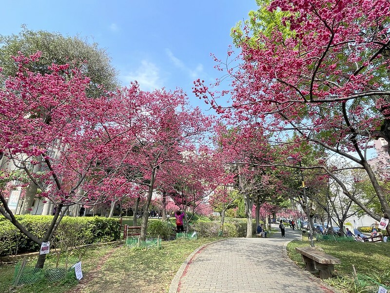 【台灣，桃園市，中壢區】2021莒光公園，櫻花盛開，正美麗。（20210218~19花況）
