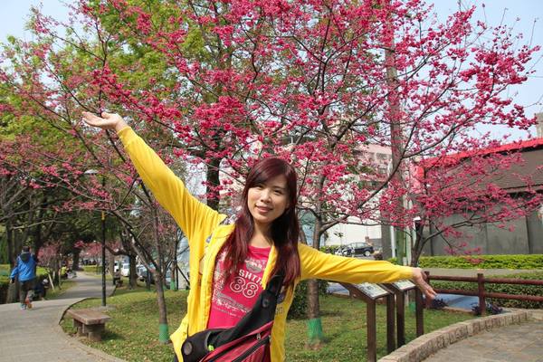 莒光公園: 【桃園景點】中壢莒光公園櫻花步道~櫻花滿開大爆炸