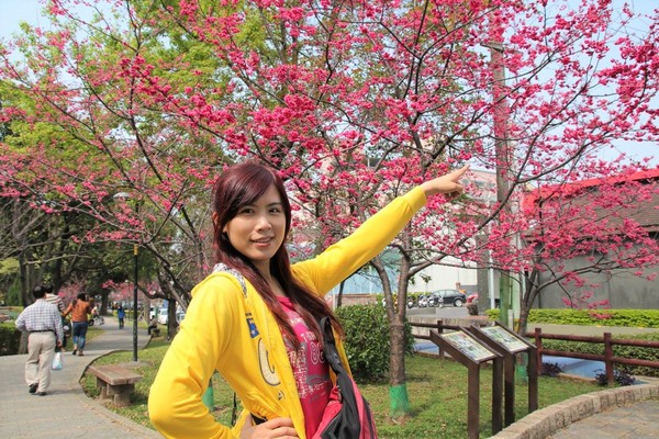 莒光公園: 【桃園景點】中壢莒光公園櫻花步道~櫻花滿開大爆炸