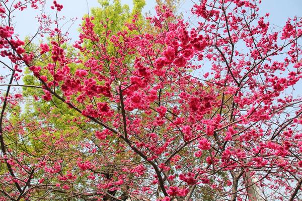 莒光公園: 【桃園景點】中壢莒光公園櫻花步道~櫻花滿開大爆炸