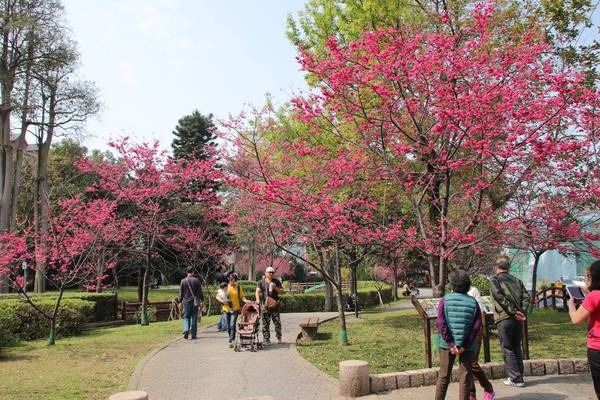 莒光公園: 【桃園景點】中壢莒光公園櫻花步道~櫻花滿開大爆炸
